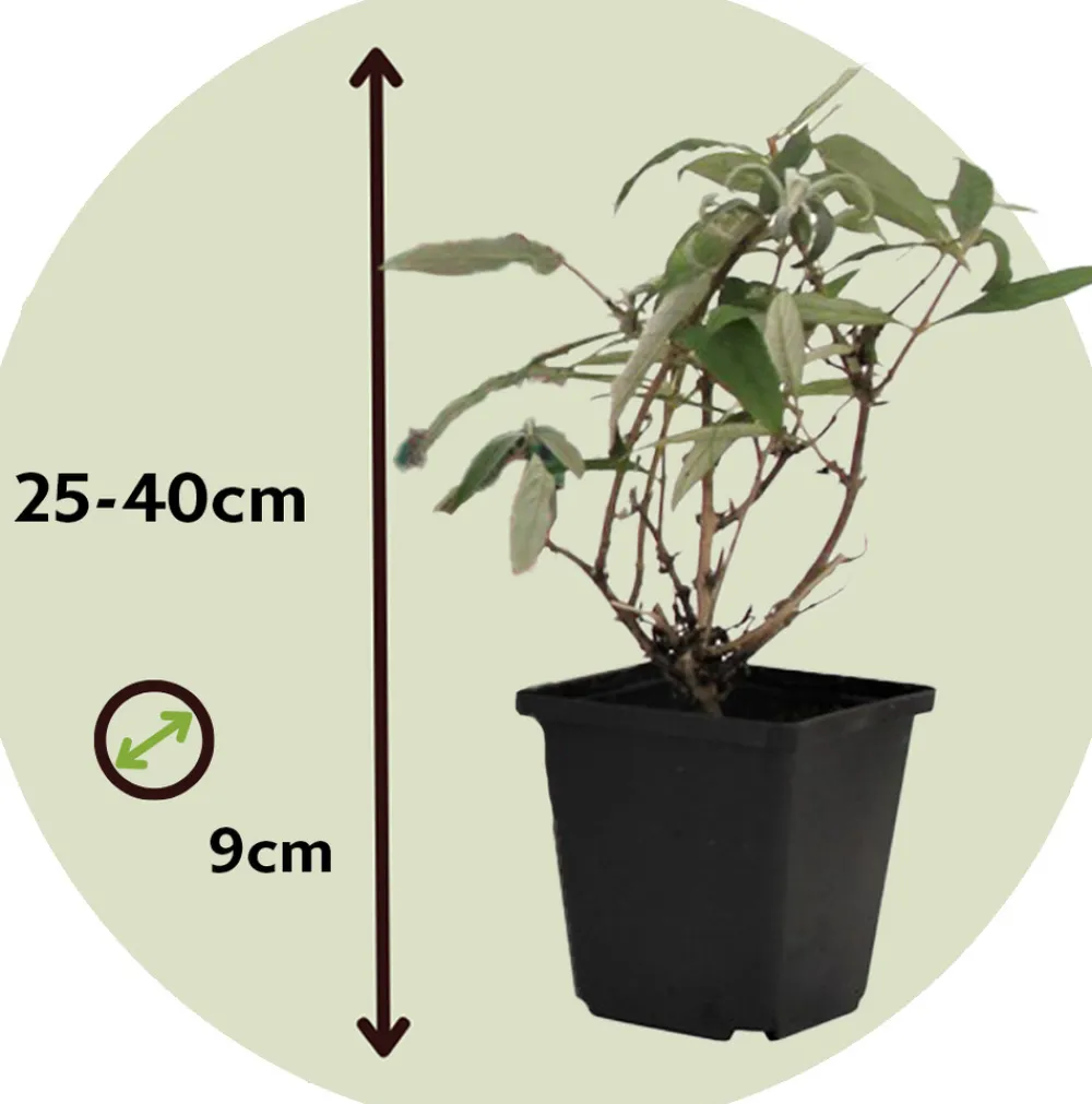 Plant In A Box Fleurs De Saison | - Arbre à papillons - set de 3 - buddleja davidii 'nanho blue' - h25-40cm - ⌀9cm