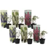 Plant In A Box Fleurs De Saison | - Arbre à papillons - set de 6 - buddleja davidii - hauteur 25-40cm - ⌀9cm