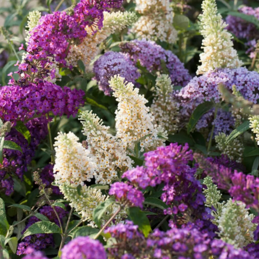 Plant In A Box Fleurs De Saison | - Arbre à papillons - set de 6 - buddleja davidii - hauteur 25-40cm - ⌀9cm