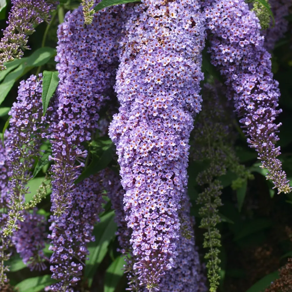 Plant In A Box Fleurs De Saison | - Arbre à papillons - set de 6 - buddleja davidii - hauteur 25-40cm - ⌀9cm