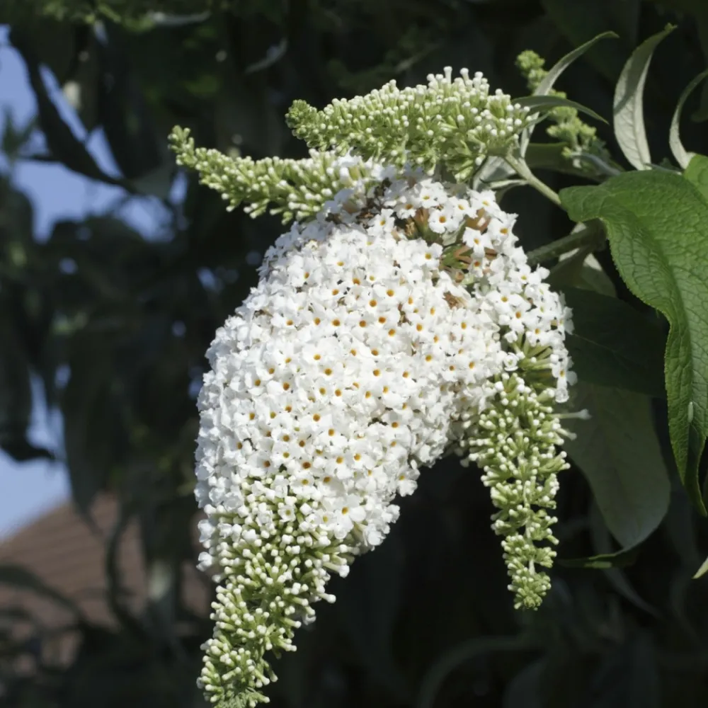 Plant In A Box Fleurs De Saison | - Arbre à papillons - set de 6 - buddleja davidii - hauteur 25-40cm - ⌀9cm