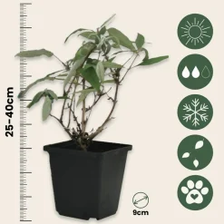 Plant In A Box Fleurs De Saison | - Arbre à papillons - set de 6 - buddleja davidii - hauteur 25-40cm - ⌀9cm