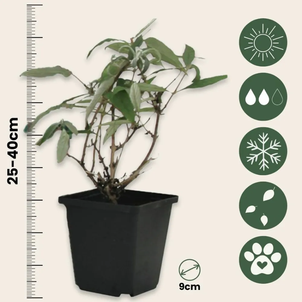 Plant In A Box Fleurs De Saison | - Arbre à papillons - set de 6 - buddleja davidii - hauteur 25-40cm - ⌀9cm
