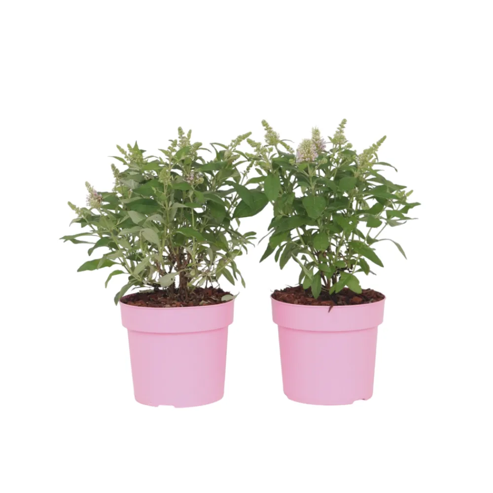 Plant In A Box Fleurs De Saison | - Arbre à papillons - set de 2 - buddleja davidii 'candy' - h30-40cm - ⌀19cm