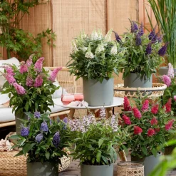 Plant In A Box Fleurs De Saison | - Arbre à papillons - set de 2 - buddleja davidii 'candy' - h30-40cm - ⌀19cm