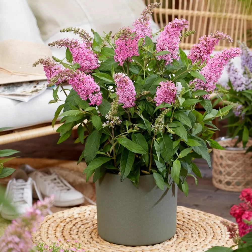 Plant In A Box Fleurs De Saison | - Arbre à papillons - set de 2 - buddleja davidii 'candy' - h30-40cm - ⌀19cm