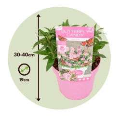 Plant In A Box Fleurs De Saison | - Arbre à papillons - set de 2 - buddleja davidii 'candy' - h30-40cm - ⌀19cm