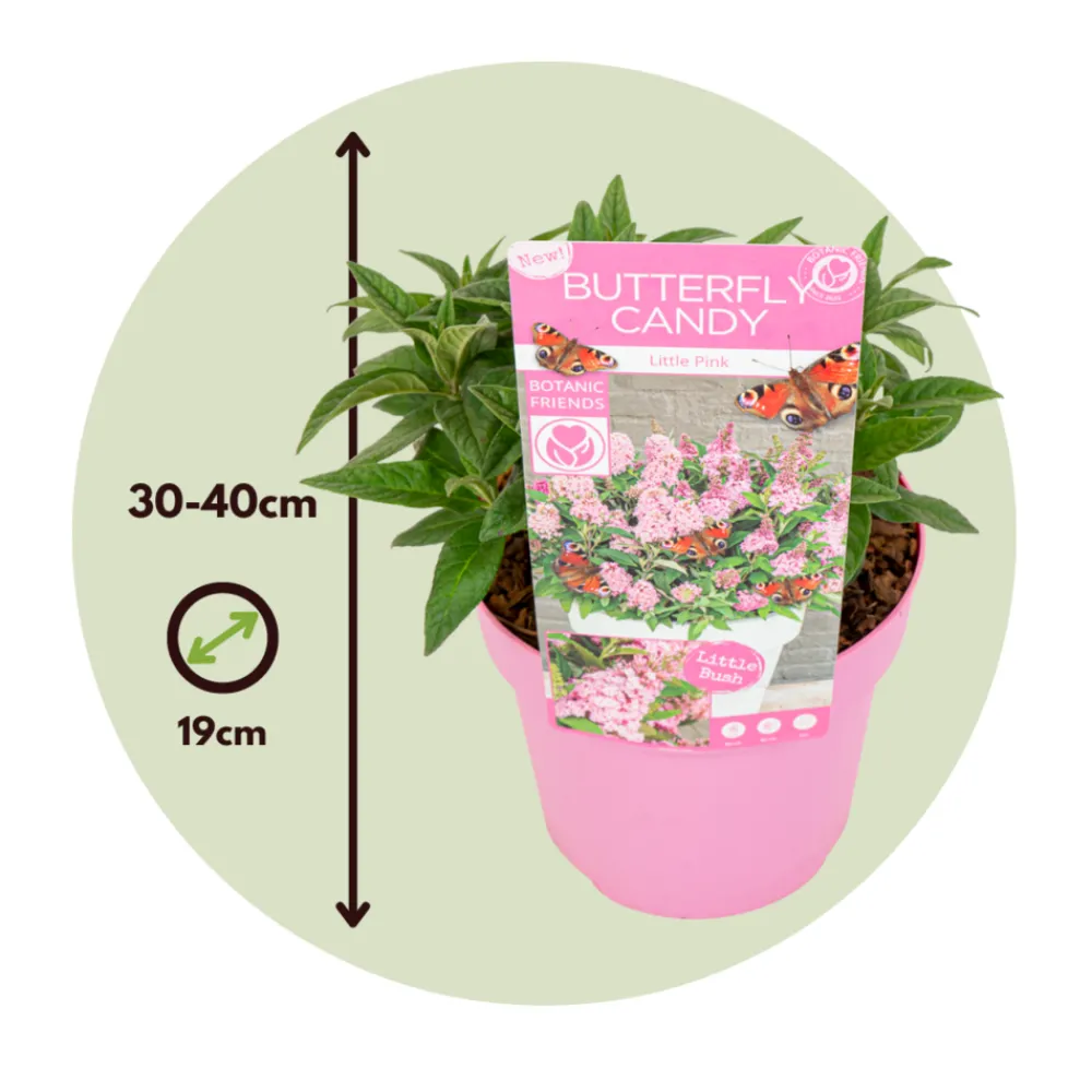 Plant In A Box Fleurs De Saison | - Arbre à papillons - set de 2 - buddleja davidii 'candy' - h30-40cm - ⌀19cm