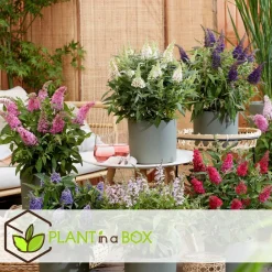 Plant In A Box Fleurs De Saison | - Arbre à papillons - set de 2 - buddleja davidii 'candy' - h30-40cm - ⌀19cm