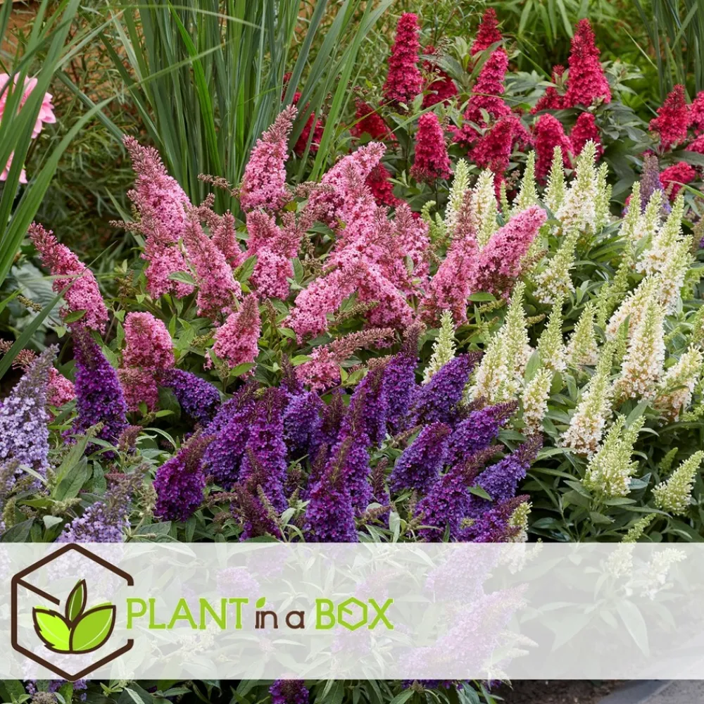 Plant In A Box Fleurs De Saison | - Arbre à papillons - set de 2 - buddleja davidii 'candy' - h30-40cm - ⌀19cm