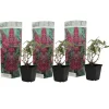 Plant In A Box Fleurs De Saison | - Arbre à papillons - buddleja davidii 'candy' - hauteur 30-40cm - ⌀19cm