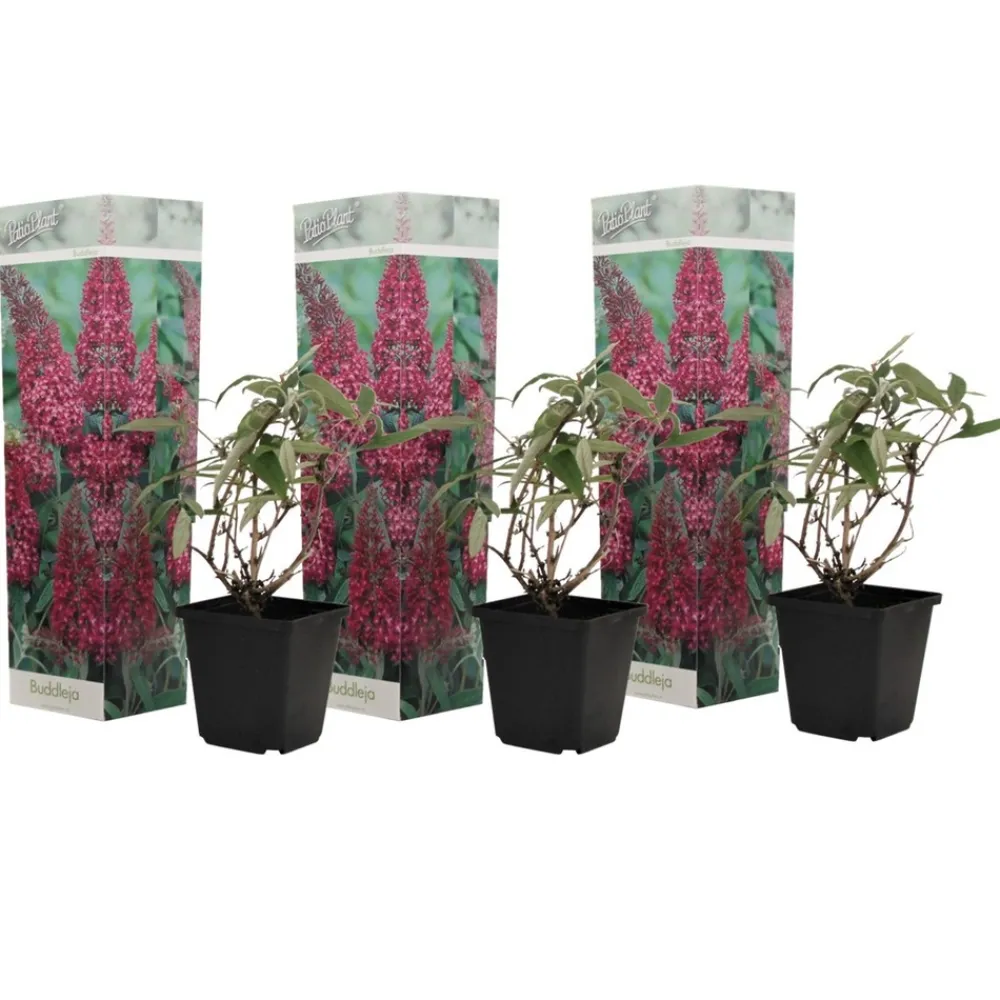 Plant In A Box Fleurs De Saison | - Arbre à papillons - buddleja davidii 'candy' - hauteur 30-40cm - ⌀19cm