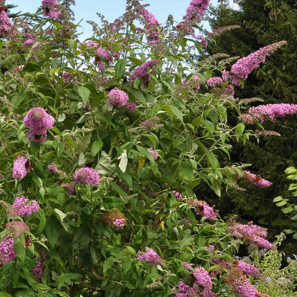 Plant In A Box Fleurs De Saison | - Arbre à papillons - buddleja davidii 'candy' - hauteur 30-40cm - ⌀19cm