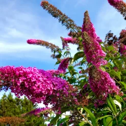 Plant In A Box Fleurs De Saison | - Arbre à papillons - buddleja davidii 'candy' - hauteur 30-40cm - ⌀19cm