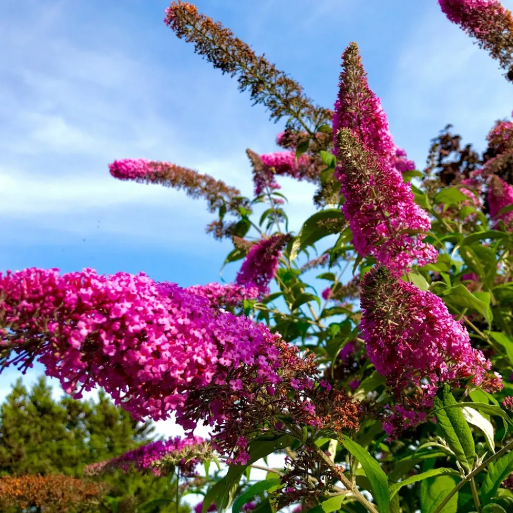 Plant In A Box Fleurs De Saison | - Arbre à papillons - buddleja davidii 'candy' - hauteur 30-40cm - ⌀19cm