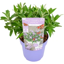 Plant In A Box Fleurs De Saison | - Arbre à papillons - buddleja davidii 'candy' - hauteur 30-40cm - ⌀19cm
