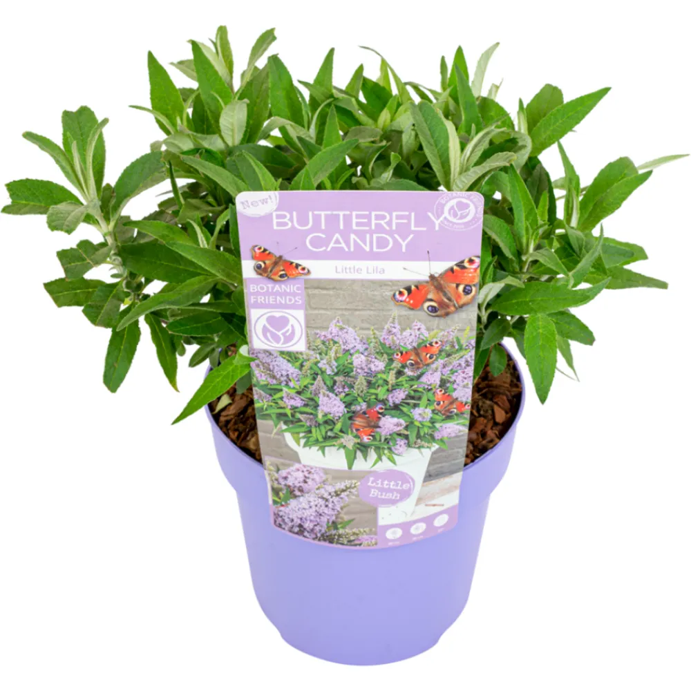 Plant In A Box Fleurs De Saison | - Arbre à papillons - buddleja davidii 'candy' - hauteur 30-40cm - ⌀19cm