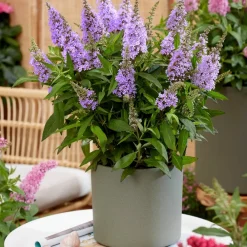 Plant In A Box Fleurs De Saison | - Arbre à papillons - buddleja davidii 'candy' - hauteur 30-40cm - ⌀19cm