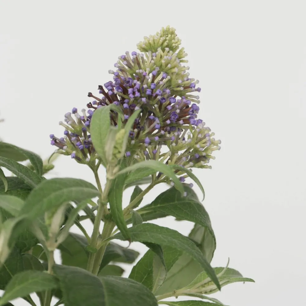 Plant In A Box Fleurs De Saison | - Arbre à papillons - buddleja davidii 'candy' - hauteur 30-40cm - ⌀19cm