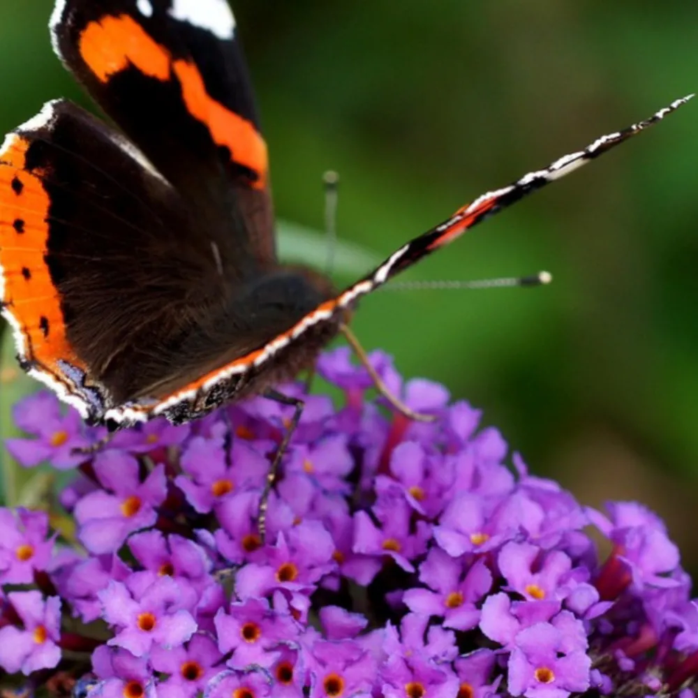 Plant In A Box Fleurs De Saison | - Arbre à papillons - buddleja davidii 'candy' - hauteur 30-40cm - ⌀19cm