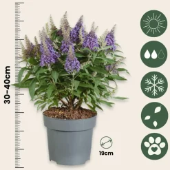 Plant In A Box Fleurs De Saison | - Arbre à papillons - buddleja davidii 'candy' - hauteur 30-40cm - ⌀19cm