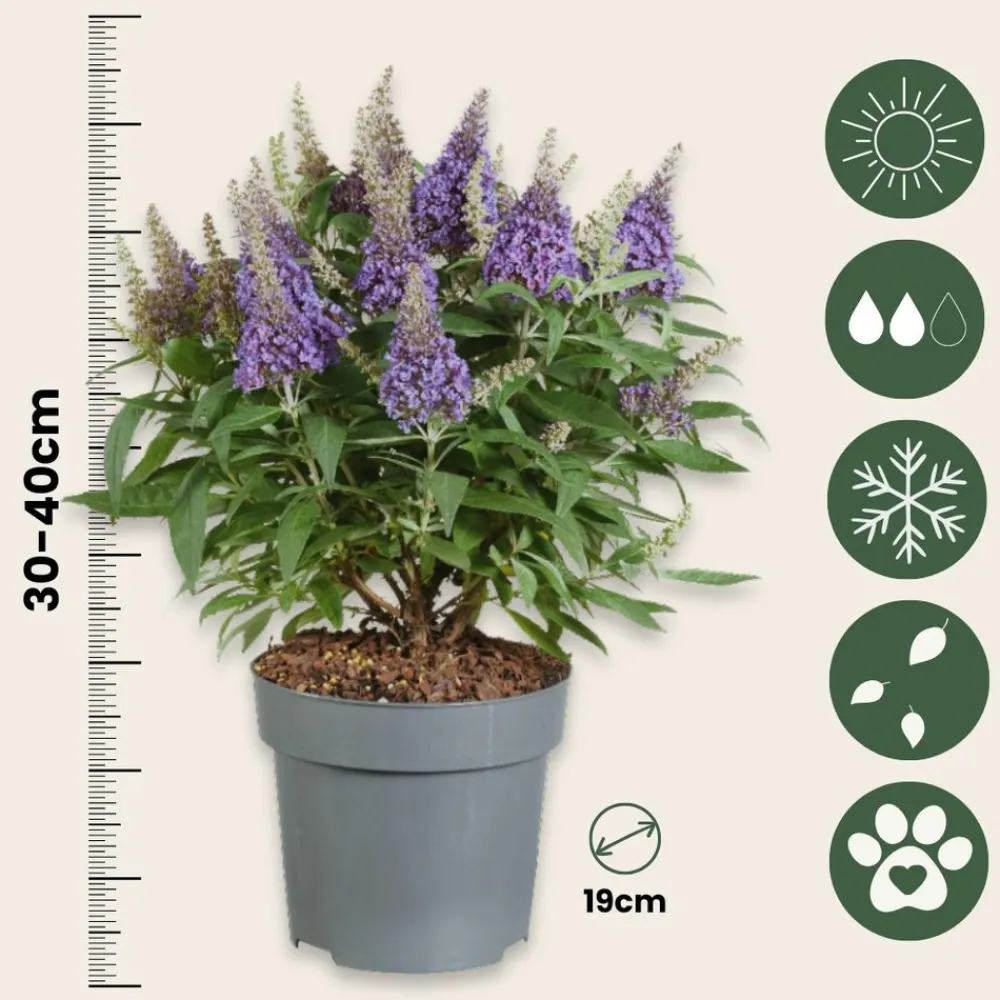 Plant In A Box Fleurs De Saison | - Arbre à papillons - buddleja davidii 'candy' - hauteur 30-40cm - ⌀19cm