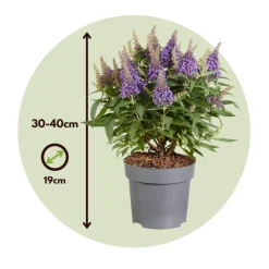 Plant In A Box Fleurs De Saison | - Arbre à papillons - buddleja davidii 'candy' - hauteur 30-40cm - ⌀19cm