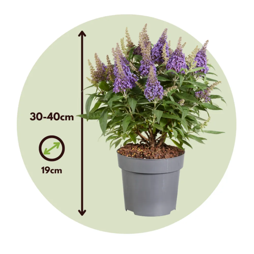 Plant In A Box Fleurs De Saison | - Arbre à papillons - buddleja davidii 'candy' - hauteur 30-40cm - ⌀19cm