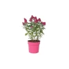 Plant In A Box Fleurs De Saison | - Arbre à papillons - buddleja davidii 'candy' - hauteur 30-40cm - ⌀19cm