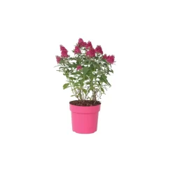 Plant In A Box Fleurs De Saison | - Arbre à papillons - buddleja davidii 'candy' - hauteur 30-40cm - ⌀19cm