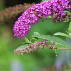 Plant In A Box Fleurs De Saison | - Arbre à papillons - buddleja davidii 'candy' - hauteur 30-40cm - ⌀19cm