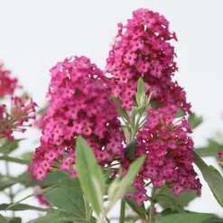Plant In A Box Fleurs De Saison | - Arbre à papillons - buddleja davidii 'candy' - hauteur 30-40cm - ⌀19cm