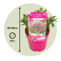 Plant In A Box Fleurs De Saison | - Arbre à papillons - buddleja davidii 'candy' - hauteur 30-40cm - ⌀19cm