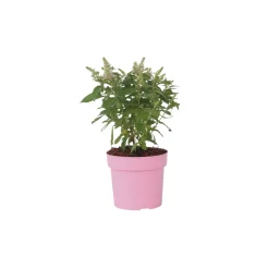 Plant In A Box Fleurs De Saison | - Arbre à papillons - buddleja davidii 'candy' - hauteur 30-40cm - ⌀19cm