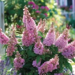 Plant In A Box Fleurs De Saison | - Arbre à papillons - buddleja davidii 'candy' - hauteur 30-40cm - ⌀19cm