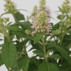 Plant In A Box Fleurs De Saison | - Arbre à papillons - buddleja davidii 'candy' - hauteur 30-40cm - ⌀19cm