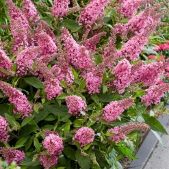Plant In A Box Fleurs De Saison | - Arbre à papillons - buddleja davidii 'candy' - hauteur 30-40cm - ⌀19cm