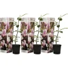 Plant In A Box Fleurs De Saison | - Arbre à tulipes - set de 6 - magnolia - hauteur 25-40cm - ⌀9cm