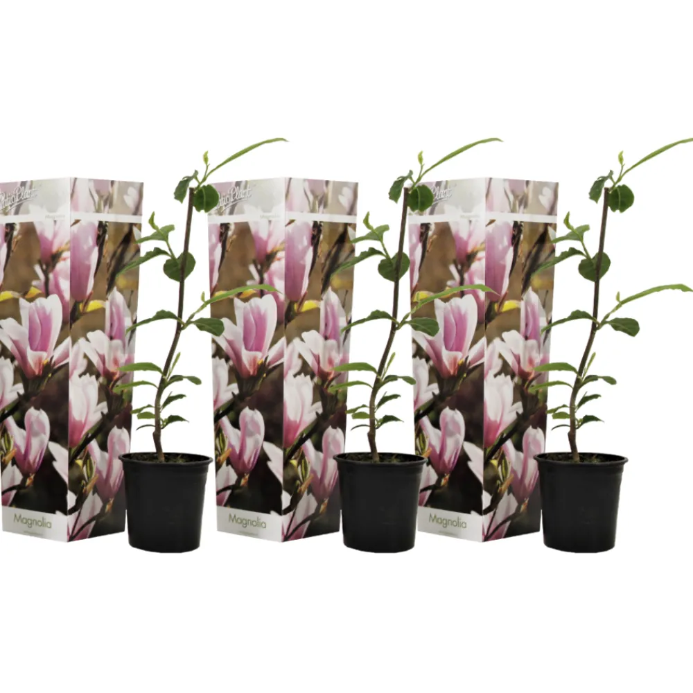 Plant In A Box Fleurs De Saison | - Arbre à tulipes - set de 6 - magnolia - hauteur 25-40cm - ⌀9cm