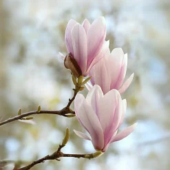 Plant In A Box Fleurs De Saison | - Arbre à tulipes - set de 6 - magnolia - hauteur 25-40cm - ⌀9cm