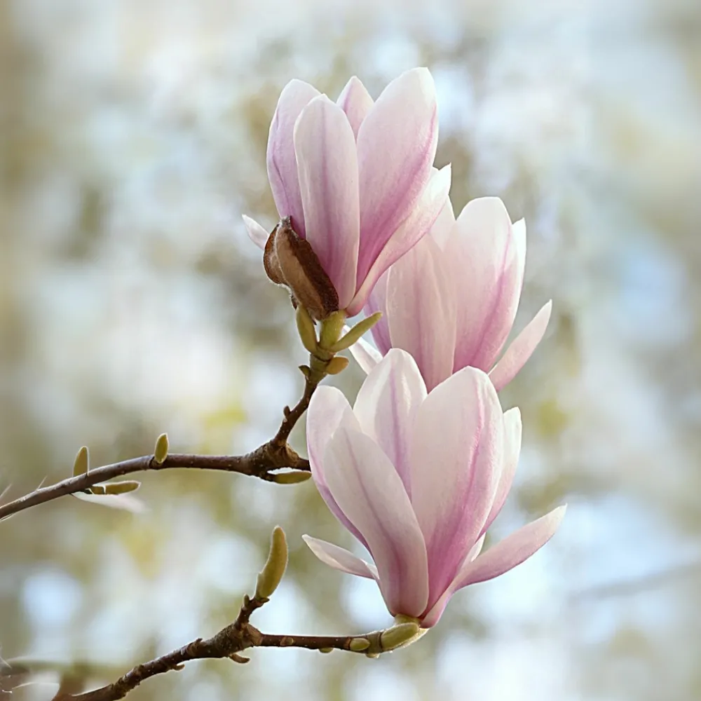 Plant In A Box Fleurs De Saison | - Arbre à tulipes - set de 6 - magnolia - hauteur 25-40cm - ⌀9cm