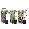 Plant In A Box Fleurs De Saison | - Arbre à tulipes - set de 3 - magnolia - hauteur 25-40cm - ⌀9cm
