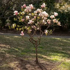 Plant In A Box Fleurs De Saison | - Arbre à tulipes - set de 3 - magnolia - hauteur 25-40cm - ⌀9cm