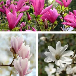 Plant In A Box Fleurs De Saison | - Arbre à tulipes - set de 3 - magnolia - hauteur 25-40cm - ⌀9cm