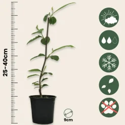 Plant In A Box Fleurs De Saison | - Arbre à tulipes - set de 3 - magnolia - hauteur 25-40cm - ⌀9cm