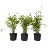 Plant In A Box Bambous | - Bambou bleu - set de 6 - fargesia papyrifera 'grex' - hauteur 30-40cm - ⌀13cm