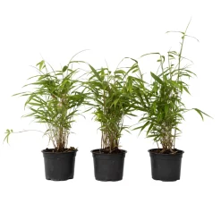 Plant In A Box Bambous | - Bambou bleu - set de 6 - fargesia papyrifera 'grex' - hauteur 30-40cm - ⌀13cm