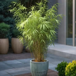 Plant In A Box Bambous | - Bambou bleu - set de 6 - fargesia papyrifera 'grex' - hauteur 30-40cm - ⌀13cm