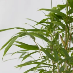 Plant In A Box Bambous | - Bambou bleu - set de 6 - fargesia papyrifera 'grex' - hauteur 30-40cm - ⌀13cm
