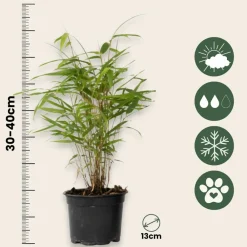 Plant In A Box Bambous | - Bambou bleu - set de 6 - fargesia papyrifera 'grex' - hauteur 30-40cm - ⌀13cm